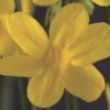 Winter Jasmin FloraSelf Jasminum Nudiflorum H 50-70 Cm Co 2,3 L -Florasellf Geschaft DV 8 3897974 02 4c DE 20210329094659