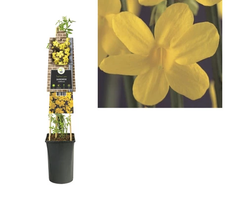 Winter Jasmin FloraSelf Jasminum Nudiflorum H 50-70 Cm Co 2,3 L 4 Winter Jasmin FloraSelf Jasminum Nudiflorum H 50-70 Cm Co 2,3 L – Bild 2