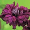 Waldrebe FloraSelf Clematis Viticella 'Purpurea Plena Elegans' H 50-70 Cm Co 2,3 L -Florasellf Geschaft DV 8 3897988 02 4c DE 20210329094659