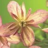 Berg-Waldrebe FloraSelf Clematis Montana 'Marjorie' H 50-70 Cm Co 2,3 L 2 Berg-Waldrebe FloraSelf Clematis Montana 'Marjorie' H 50-70 Cm Co 2,3 L -Florasellf Geschaft DV 8 3897999 02 4c DE 20210329094659