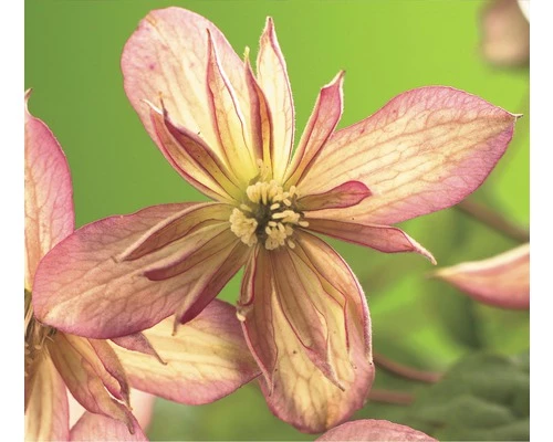 Berg-Waldrebe FloraSelf Clematis Montana 'Marjorie' H 50-70 Cm Co 2,3 L 3 Berg-Waldrebe FloraSelf Clematis Montana 'Marjorie' H 50-70 Cm Co 2,3 L