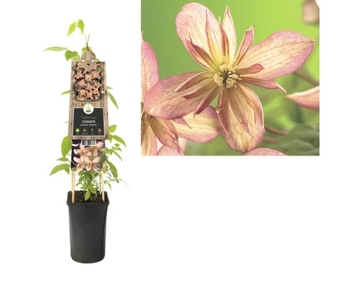 Berg-Waldrebe FloraSelf Clematis Montana 'Marjorie' H 50-70 Cm Co 2,3 L 4 Berg-Waldrebe FloraSelf Clematis Montana 'Marjorie' H 50-70 Cm Co 2,3 L – Bild 2