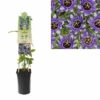 Passionsblume FloraSelf Passiflora Caerulea 'Purple Haze' H 50-70 Cm Ø 16 Cm Topf 1 Passionsblume FloraSelf Passiflora Caerulea 'Purple Haze' H 50-70 Cm Ø 16 Cm Topf -Florasellf Geschaft DV 8 3898007 03 4c DE 20230301051652