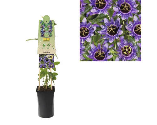 Passionsblume FloraSelf Passiflora Caerulea 'Purple Haze' H 50-70 Cm Ø 16 Cm Topf 3 Passionsblume FloraSelf Passiflora Caerulea 'Purple Haze' H 50-70 Cm Ø 16 Cm Topf