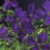 Italienische Waldrebe FloraSelf Clematis Viticella 'Polish Spirit' H 50-70 Cm Co 2,3 L