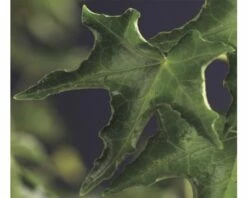 Efeu FloraSelf Hedera Helix 'Ivalace' H 50-70 Cm Co 2,3 L