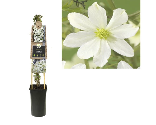 Waldrebe FloraSelf Clematis-Cultivars 'Early Sensation' H 50-70 Cm Co 2,3 L 4 Waldrebe FloraSelf Clematis-Cultivars 'Early Sensation' H 50-70 Cm Co 2,3 L – Bild 2