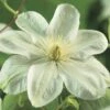 Waldrebe FloraSelf Clematis-Cultivars 'Guernsey Cream' H 50-70 Cm Co 2,3 L 2 Waldrebe FloraSelf Clematis-Cultivars 'Guernsey Cream' H 50-70 Cm Co 2,3 L -Florasellf Geschaft DV 8 3898065 02 4c DE 20210329094659