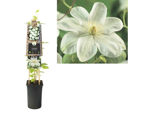 Waldrebe FloraSelf Clematis-Cultivars 'Guernsey Cream' H 50-70 Cm Co 2,3 L 4 Waldrebe FloraSelf Clematis-Cultivars 'Guernsey Cream' H 50-70 Cm Co 2,3 L – Bild 2