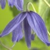Akelei-Waldrebe FloraSelf Clematis Macropetala H 50-70 Cm Co 2,3 L 2 Akelei-Waldrebe FloraSelf Clematis Macropetala H 50-70 Cm Co 2,3 L -Florasellf Geschaft DV 8 3898073 02 4c DE 20210329094659