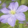 Waldrebe FloraSelf Clematis-Cultivars 'Prince Charles' H 50-70 Cm Co 2,3 L -Florasellf Geschaft DV 8 3898095 02 4c DE 20210329094659