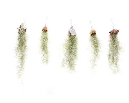 Tillandsie, Louisianamoos Ampel FloraSelf Tillandsia Usneoides FloraSelf H 30-50 Cm 3 Tillandsie, Louisianamoos Ampel FloraSelf Tillandsia Usneoides FloraSelf H 30-50 Cm