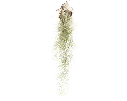Tillandsie, Louisianamoos Ampel FloraSelf Tillandsia Usneoides FloraSelf H 30-50 Cm 4 Tillandsie, Louisianamoos Ampel FloraSelf Tillandsia Usneoides FloraSelf H 30-50 Cm – Bild 2