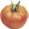 Fleischtomate FloraSelf Bio Lycopersicum Esculentum Var. Esculentum 'St Pierre' Ø 9 Cm Topf 2 Fleischtomate FloraSelf Bio Lycopersicum Esculentum Var. Esculentum 'St Pierre' Ø 9 Cm Topf -Florasellf Geschaft DV 8 4045437 02 4c AT 20200120084757