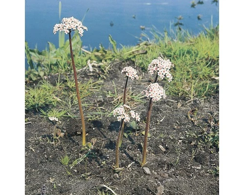 Schildblatt FloraSelf Darmera Peltata H 5-40 Cm Co 0,6 L 3 Schildblatt FloraSelf Darmera Peltata H 5-40 Cm Co 0,6 L