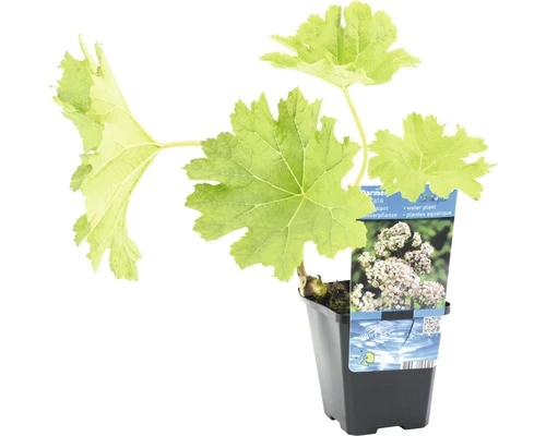 Schildblatt FloraSelf Darmera Peltata H 5-40 Cm Co 0,6 L 4 Schildblatt FloraSelf Darmera Peltata H 5-40 Cm Co 0,6 L – Bild 2
