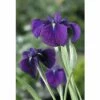 Wasserschwertlilie FloraSelf Iris Kaempferi 'Variegata' H 20-60 Cm Co 0,6 L -Florasellf Geschaft DV 8 4509230 01 4c DE 20190322114657