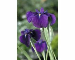 Wasserschwertlilie FloraSelf Iris Kaempferi 'Variegata' H 20-60 Cm Co 0,6 L