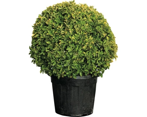 Spindelstrauch FloraSelf Euonimus Japonicus 'Bravo' H 50-60 Cm Co 30 L 3 Spindelstrauch FloraSelf Euonimus Japonicus 'Bravo' H 50-60 Cm Co 30 L