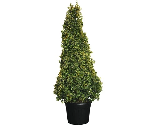 Spindelstrauch Kegel FloraSelf Euonimus Japonicus 'Aureus' H 160-180 Cm Co 70 L 3 Spindelstrauch Kegel FloraSelf Euonimus Japonicus 'Aureus' H 160-180 Cm Co 70 L