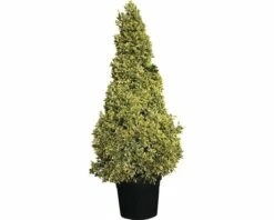 Spindelstrauch FloraSelf Euonimus Japonicus 'Bravo' H 160-180 Cm Co 70 L