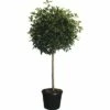 Glanzmispel Halbstamm FloraSelf Photinia Fraseri 'Red Robin' H 130 Cm Co 25 L -Florasellf Geschaft DV 8 4610975 01 4c CH 20181020204659