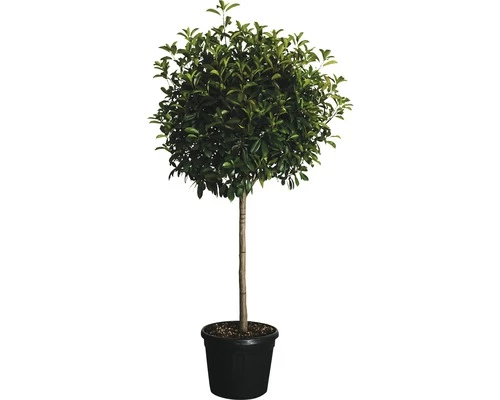 Glanzmispel Halbstamm FloraSelf Photinia Fraseri 'Red Robin' H 130 Cm Co 25 L