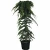 Hänge-Himalaya-Zeder FloraSelf Cedrus Deodara 'Pendula' H 160-180 Cm H 45 L -Florasellf Geschaft DV 8 4610983 01 4c CH 20181022064655