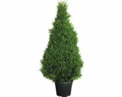 Sicheltanne FloraSelf Cryptomeria Japonica 'Elegans' H 140-160 Cm Co 35 L