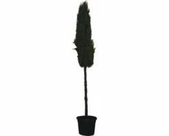 Mittelmeer-Zypresse FloraSelf Cupressus Sempervirens 'Stricta' H 200-220 Cm Co 55 L