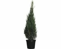 Säulenwacholder FloraSelf Juniperus Virginiana 'Blue Arrow' H 170-190 Cm Co 30 L