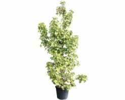 Amberbaum FloraSelf Liquidambar Styraciflua 'Rotondiloba' H 200-240 Co 70 L