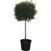 Glanzmispel Halbstamm FloraSelf Photinia Fraseri 'Red Robin' H 140-150 Cm Co 45 L -Florasellf Geschaft DV 8 4610999 01 4c CH 20181022141753