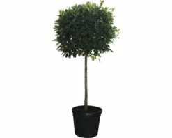 Glanzmispel Halbstamm FloraSelf Photinia Fraseri 'Red Robin' H 140-150 Cm Co 45 L
