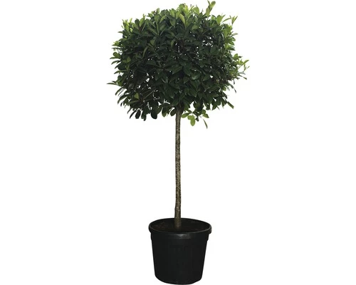 Glanzmispel Halbstamm FloraSelf Photinia Fraseri 'Red Robin' H 140-150 Cm Co 45 L