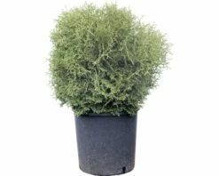 Lebensbaum FloraSelf Thuja Occidentalis 'Tiny Tim' H 50-60 Cm Co 30 L