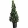 Blaue Säulenzypresse, Scheinzypresse FloraSelf Chamaecyparis Lawsoniana 'Colomnaris Glauca' H 150-175 Cm Co 30 L 1 Blaue Säulenzypresse, Scheinzypresse FloraSelf Chamaecyparis Lawsoniana 'Colomnaris Glauca' H 150-175 Cm Co 30 L -Florasellf Geschaft DV 8 4611004 01 4c CH 20181031051658