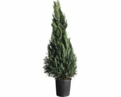 Blaue Säulenzypresse, Scheinzypresse FloraSelf Chamaecyparis Lawsoniana 'Colomnaris Glauca' H 150-175 Cm Co 30 L