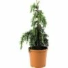 Himalaya-Zeder FloraSelf Cedrus Deodara 'Feeling Blue' H 50-60 Cm Co 10 L -Florasellf Geschaft DV 8 4611005 01 4c CH 20181022134759