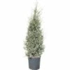 Wacholder FloraSelf Juniperus Communis 'Hibernica' H 150-170 Cm Co 30 L -Florasellf Geschaft DV 8 4611007 01 4c CH 20181022144656