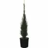 Wacholder FloraSelf Juniperus Communis H 100-110 Cm Co 15 L 1 Wacholder FloraSelf Juniperus Communis H 100-110 Cm Co 15 L -Florasellf Geschaft DV 8 4611012 01 4c CH 20181022134759