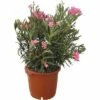 Oleander FloraSelf Nerium Oleander H 100-120 Cm Ø 40 Cm Topf Rosa -Florasellf Geschaft DV 8 4620563 01 4c CH 20190305101656