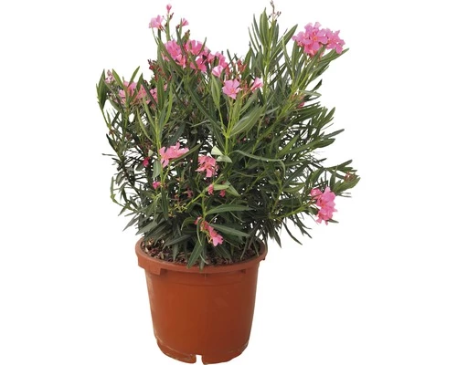 Oleander FloraSelf Nerium Oleander H 100-120 Cm Ø 40 Cm Topf Rosa 3 Oleander FloraSelf Nerium Oleander H 100-120 Cm Ø 40 Cm Topf Rosa