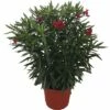 Oleander FloraSelf Nerium Oleander H 100-120 Cm Ø 40 Cm Topf Rot 1 Oleander FloraSelf Nerium Oleander H 100-120 Cm Ø 40 Cm Topf Rot -Florasellf Geschaft DV 8 4620564 01 4c CH 20181129053747
