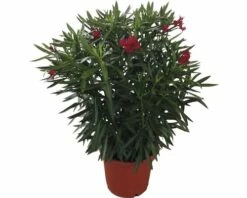 Oleander FloraSelf Nerium Oleander H 100-120 Cm Ø 40 Cm Topf Rot