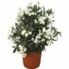 Oleander FloraSelf Nerium Oleander H 100-120 Cm Ø 40 Cm Topf Weiß 2 Oleander FloraSelf Nerium Oleander H 100-120 Cm Ø 40 Cm Topf Weiß -Florasellf Geschaft DV 8 4620565 01 4c CH 20190305101656