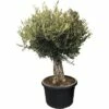 Olivenbaum FloraSelf Olea Europaea H 140-160 Cm Ø 60 Cm Topf