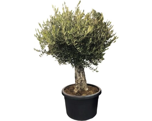 Olivenbaum FloraSelf Olea Europaea H 140-160 Cm Ø 60 Cm Topf 3 Olivenbaum FloraSelf Olea Europaea H 140-160 Cm Ø 60 Cm Topf