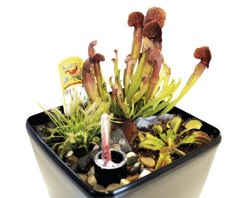 Fleischfressende Pflanzen FloraSelf H 25-30 Cm 20x17 Cm Topf 4 Fleischfressende Pflanzen FloraSelf H 25-30 Cm 20x17 Cm Topf – Bild 2