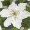 Waldrebe FloraSelf Clematis-Cultivars 'Destiny' H 50-70 Cm Co 2,3 L